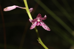 Dipodium ensifolium