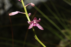 Dipodium ensifolium