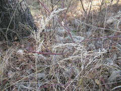 Calamagrostis purpurea