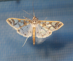 Polythlipta divaricata