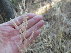 Calamagrostis purpurea