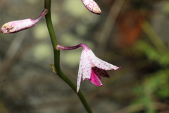 Dipodium ensifolium