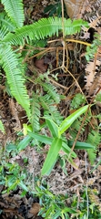 Nepenthes gracilis