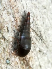 Sepedophilus