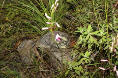 Dipodium ensifolium