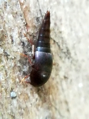 Sepedophilus