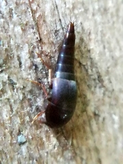 Sepedophilus