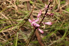 Dipodium ensifolium