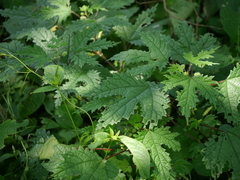 Girardinia diversifolia