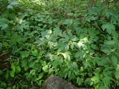 Girardinia diversifolia