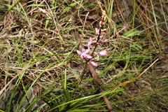 Dipodium ensifolium