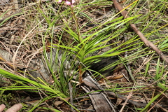 Dipodium ensifolium