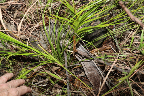 Image of Dipodium ensifolium by (c) Greg Tasney, some rights reserved (CC BY-SA)