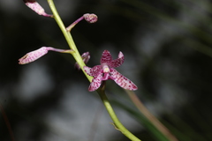 Dipodium ensifolium