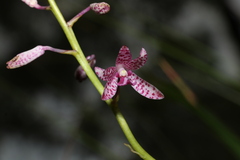 Dipodium ensifolium