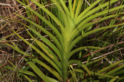 Image of Dipodium ensifolium by (c) Greg Tasney, some rights reserved (CC BY-SA)