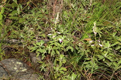 Dipodium ensifolium