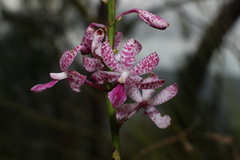 Dipodium ensifolium