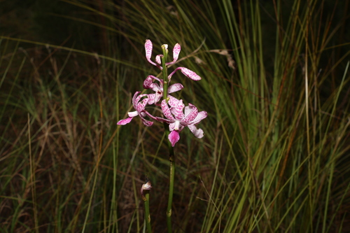 Image of Dipodium ensifolium by (c) Greg Tasney, some rights reserved (CC BY-SA)