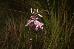 Dipodium ensifolium