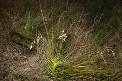 Dipodium ensifolium