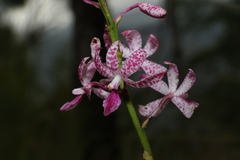 Dipodium ensifolium