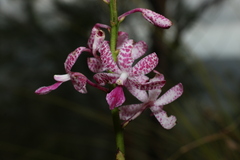 Dipodium ensifolium