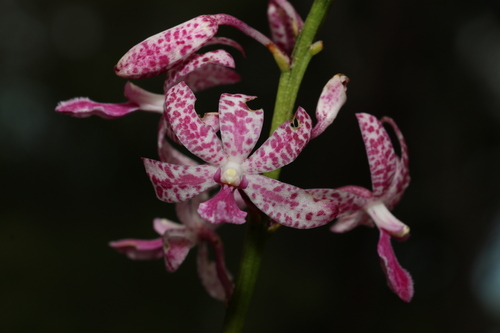 Leafy Hyacinth-Orchid (Dipodium ensifolium)