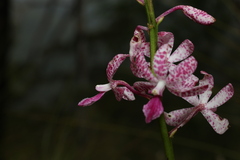 Dipodium ensifolium