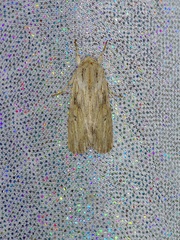 Spodoptera eridania