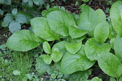 Pentaglottis sempervirens