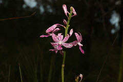 Dipodium ensifolium