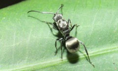 Polyrhachis