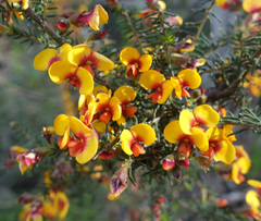 Dillwynia phylicoides