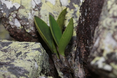 Dendrobium speciosum