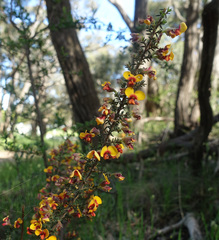 Dillwynia phylicoides