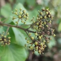 Hedera colchica