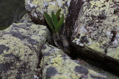 Dendrobium speciosum