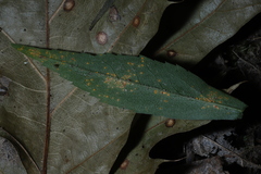 Coleosporium solidaginis