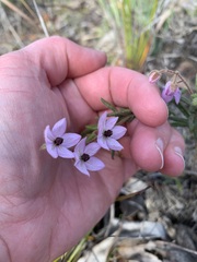 Thomasia petalocalyx