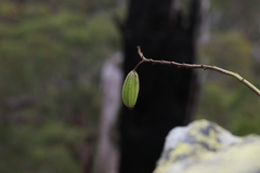 Dendrobium speciosum