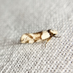 Coesyra hemiphragma