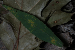 Coleosporium solidaginis