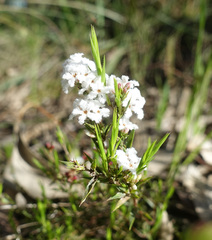 Leucopogon