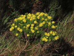 Euryops abrotanifolius