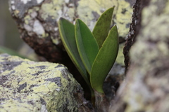 Dendrobium speciosum