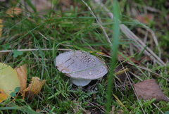 Amanita excelsa
