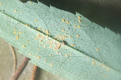 Coleosporium solidaginis