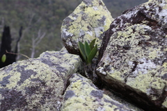 Dendrobium speciosum