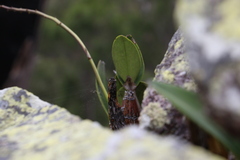 Dendrobium speciosum